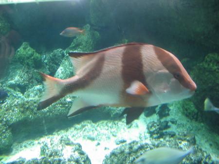 poisson