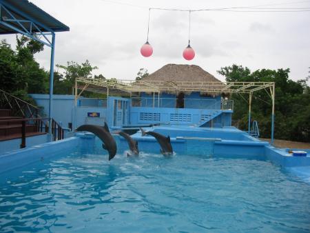 les dophins