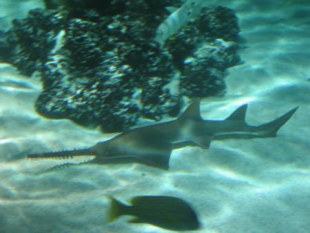 requin